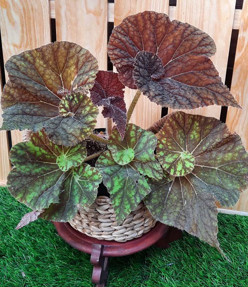 big-leaf begonia varieties 6