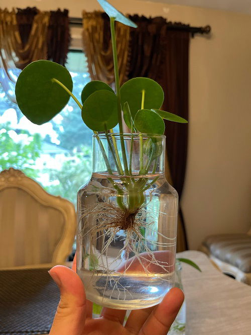 Chinese Money Plant in Home 9