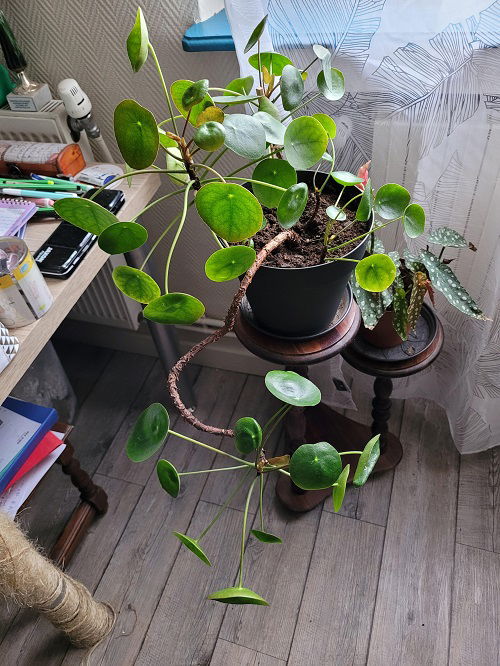 Chinese Money Plant in Home 10