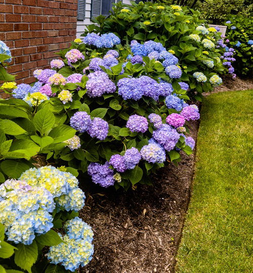 Plants that Love Mulching and You Should Always Do That