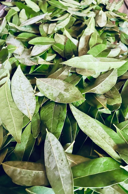 Scatter Bay Leaves in Your Garden for This Incredible Benefit