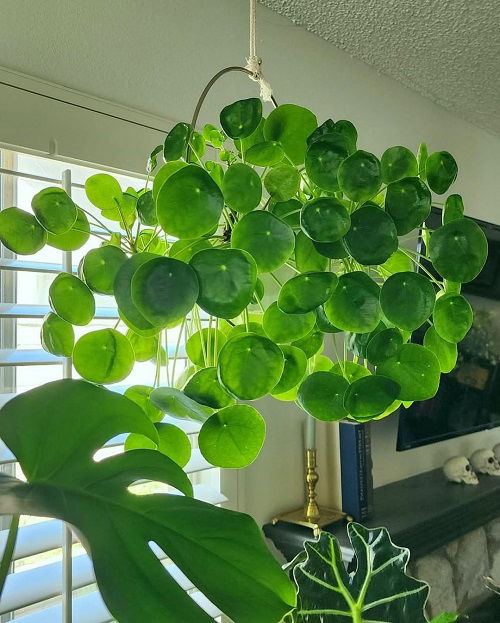 Chinese Money Plant in Home 4