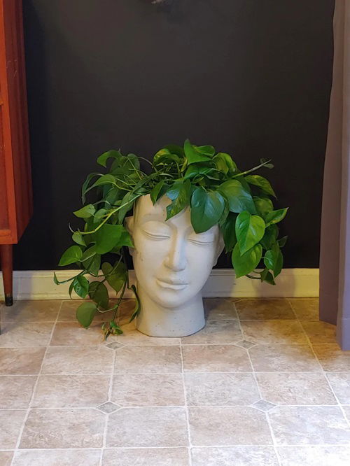 Plants that Look Beautiful in Head Planters