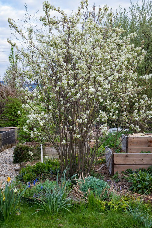 Shrubs that Attract Birds all Winter Long