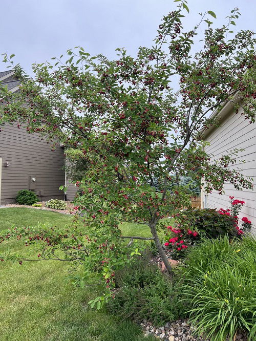 serviceberry for garden to attract cardinal