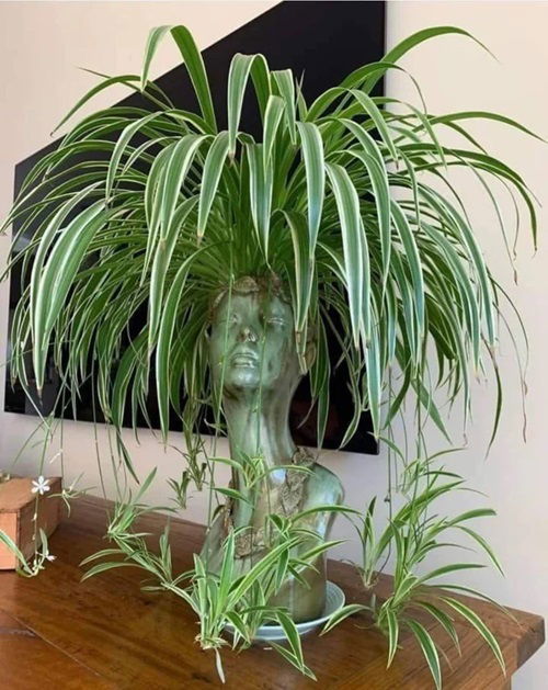 Indoor Plants that Look Beautiful in Head Planters