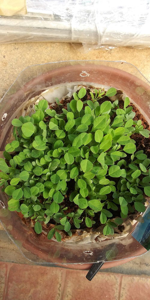 Fenugreek for Abundance in Life