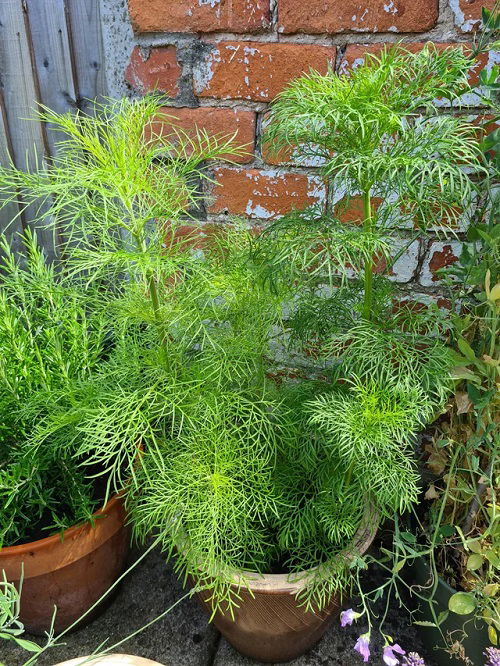 Fennel in the balcony