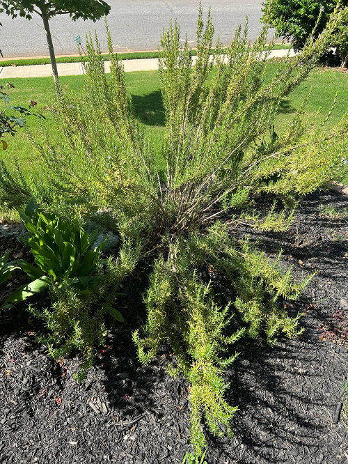 Trending Rosemary Planting Idea