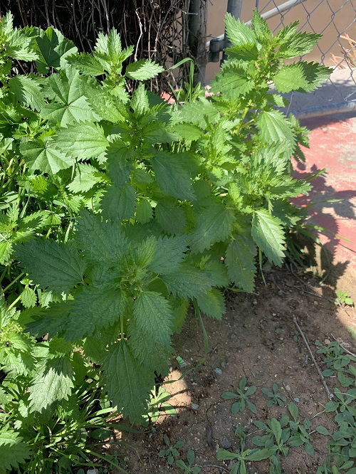 Nettle planting for Front yard