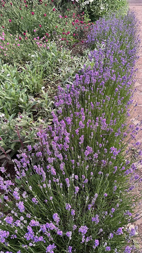 Flower Bed of Lavender