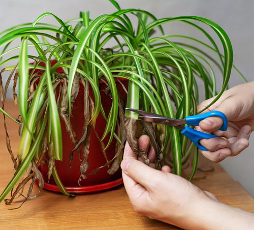 How to Prune Spider Plant So That It Grows Better?