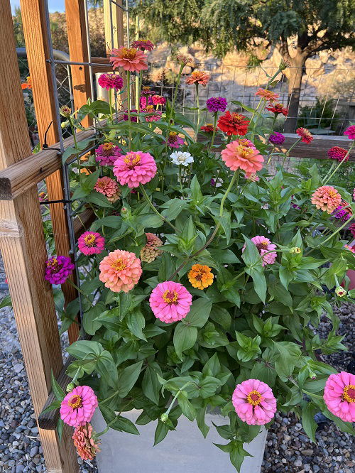 Mistakes to Avoid When Saving Zinnia Seeds This Fall