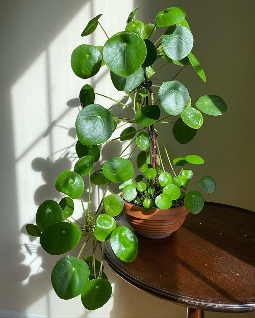 Chinese Money Plant bloom 4