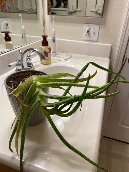 Why Aloe Vera in Your Bathroom Can Do More Than Just Decorate