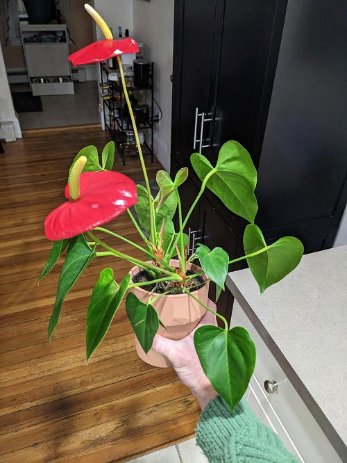 Anthurium indoor