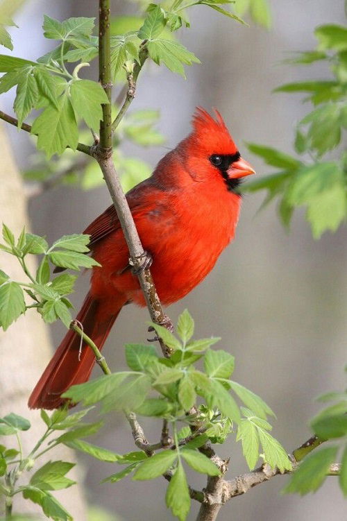 Plants that Attract Cardinals 