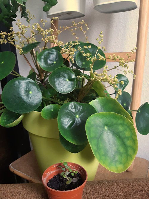 Chinese Money Plant bloom