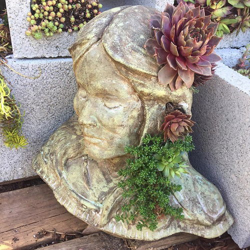 Plants that Look Beautiful in Head Planters