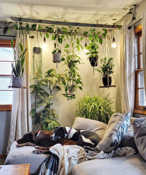 Hanging Plant Display Ideas 15