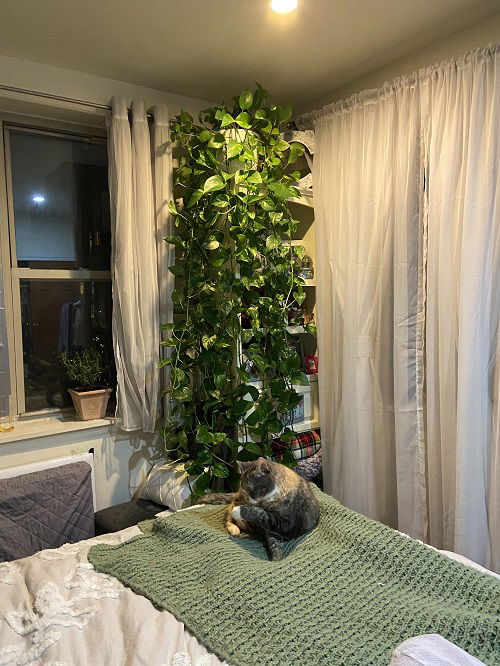 Hanging Plant Display Ideas 5