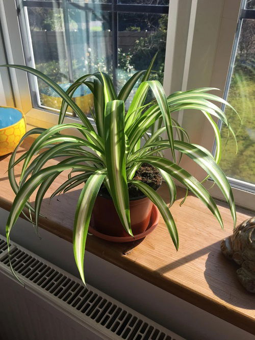 Spider plants perform best in the grey area between bright direct sunlight