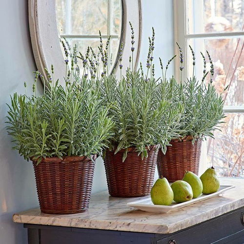 lavender Near A Mirror