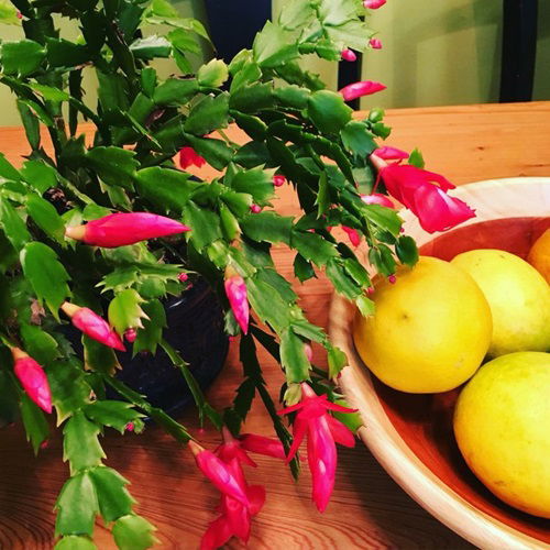 Thanksgiving cactus near ripening fruits