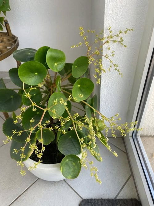 How to Get Your Chinese Money Plant to Flower