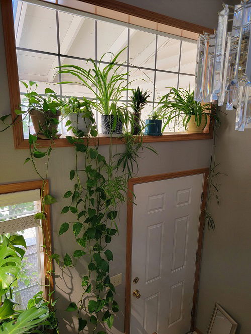 Plants Over The Door Ideas 9