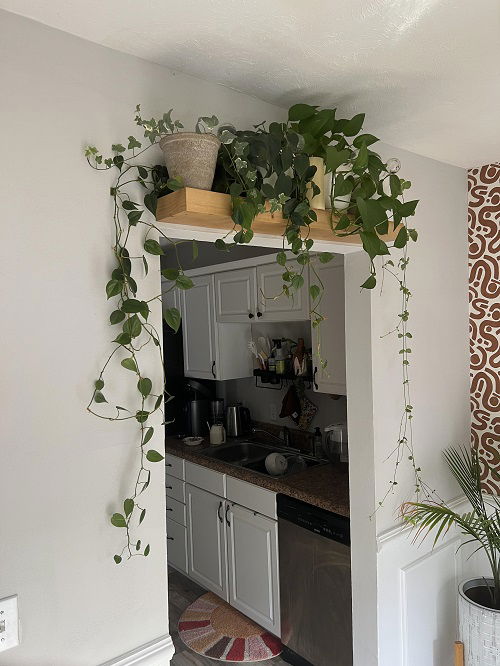 Plants Over The Door Ideas 8