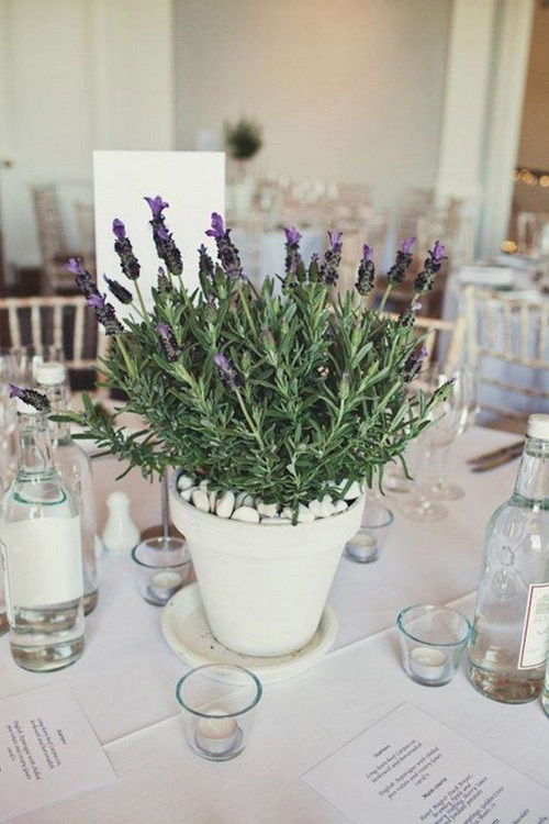 Stunning Ways To Decorate With Potted Lavender Indoors