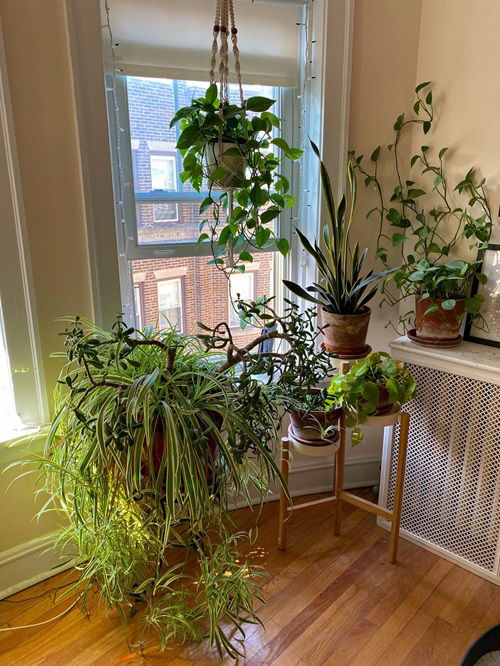 Spider Plants Healthy in Winter 7