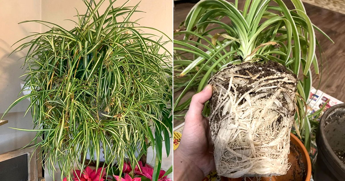 Stop Crowding Your Spider Plants They Hate This