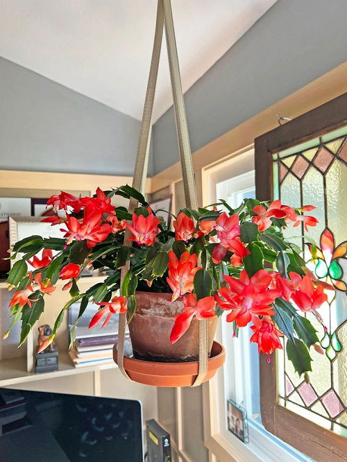 Best Hanging Plants for Holiday Season 9