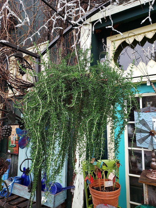 Best Hanging Plants for Holiday Season 1