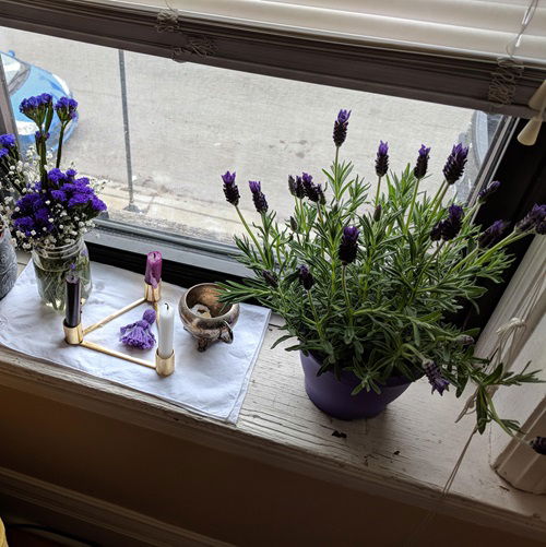 potted lavender Use Your Windowsill