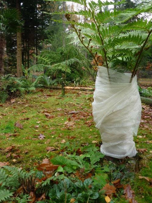 How to Wrap Tree Trunks with Old Blankets