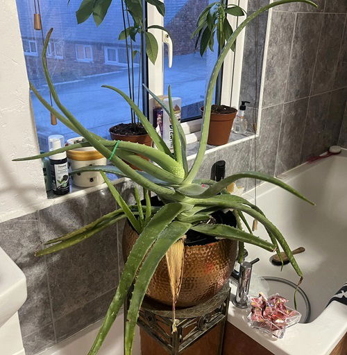 Why Aloe Vera in Your Bathroom Can Do More Than Just Decorate