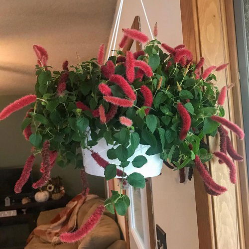 Best Hanging Plants for Holiday Season 6