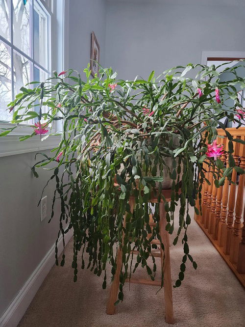 Christmas Cactus indoor