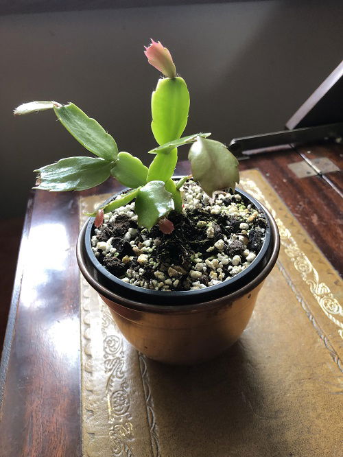 Christmas Cactus to Bloom 3