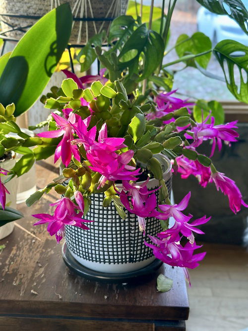 Christmas Cactus to Bloom 5