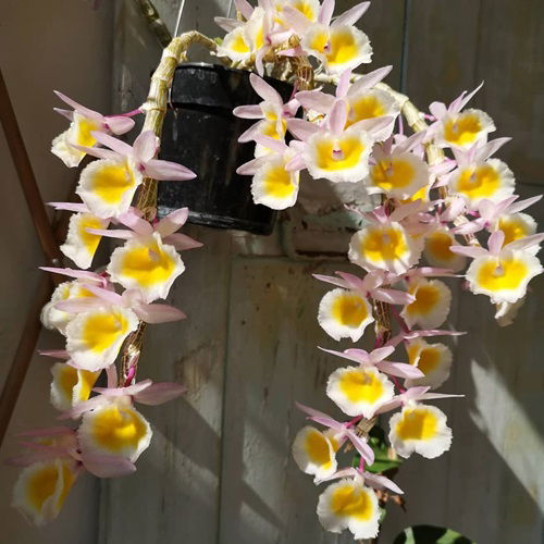 trailing Primrose Dendrobium