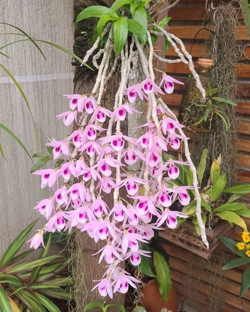 Best Trailing Orchids that Hang Beautifully 1