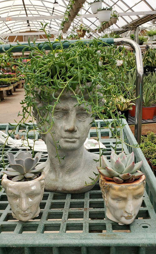 Plants that Look Beautiful in Head Planters