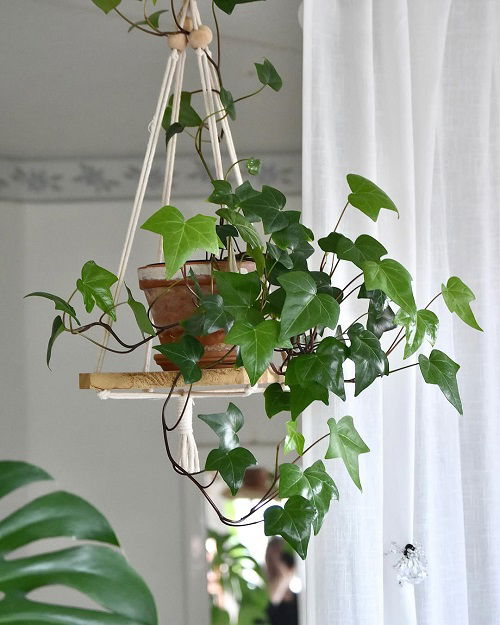 Best Hanging Plants for Holiday Season 8