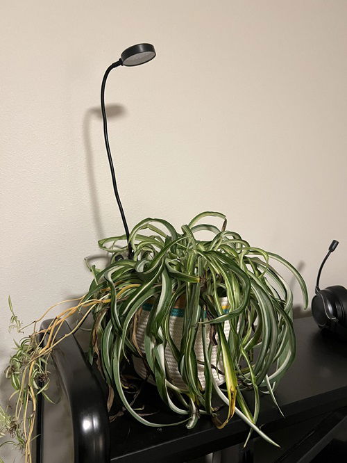 spider plants are native to the tropical regions of the world