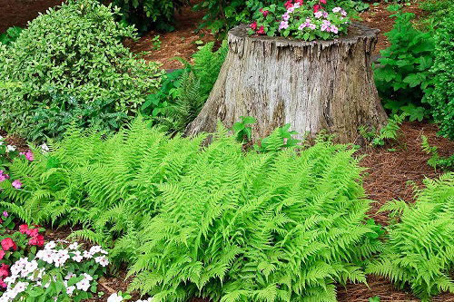 growing fern in garden 