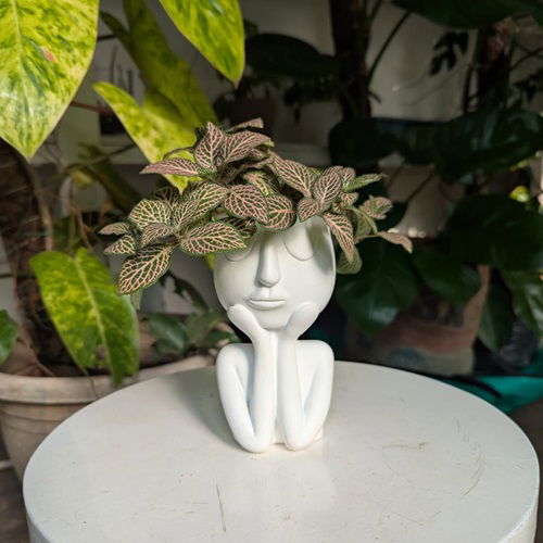 top Indoor Plants that Look Beautiful in Head Planters